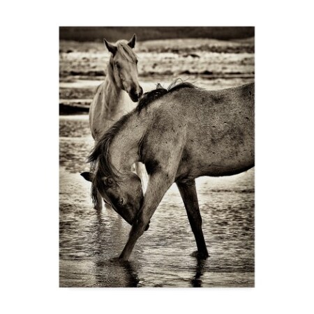 David Drost 'Beach Horses I' Canvas Art,14x19